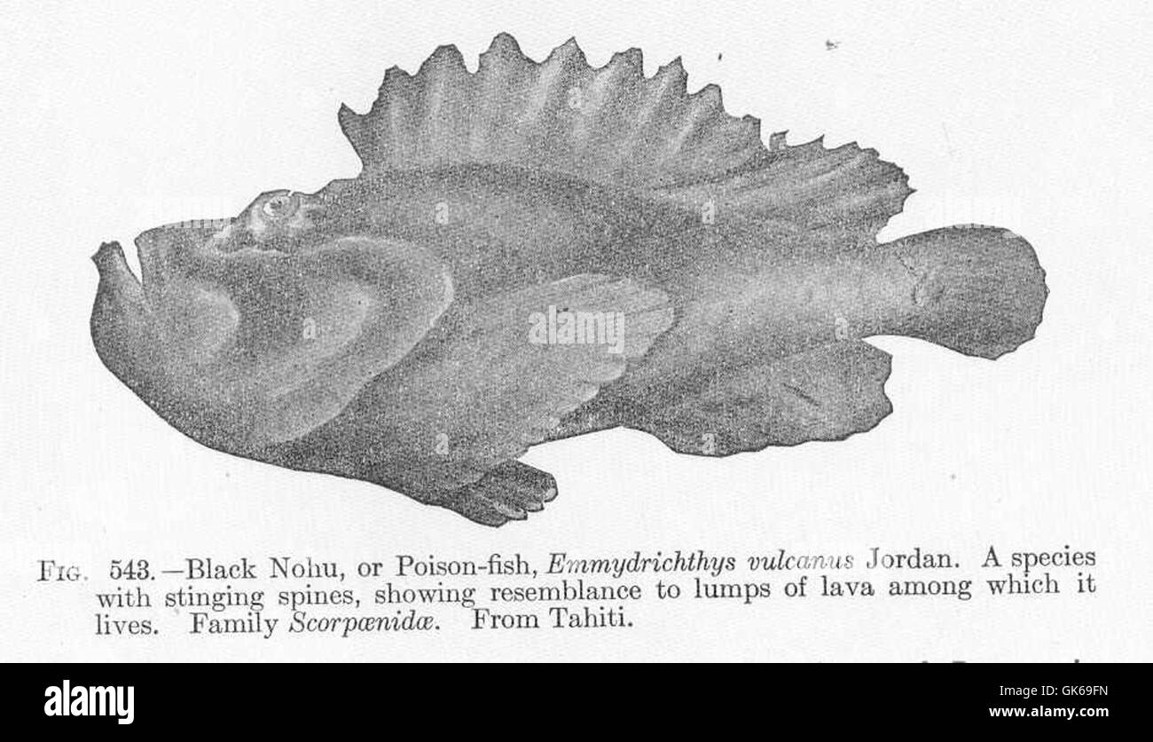 emmydrichthys vulcanus also known as the black fb88cuoc com or poison fish GK69FN